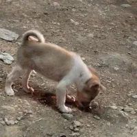 4تا سگ پاکوتاه نژاددار