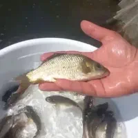 بچه کپور سایز متوسط