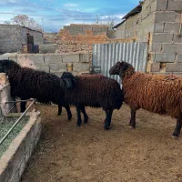 بره قوچی هترو