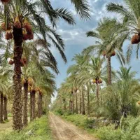 بیمه مسئولیت نخلستان