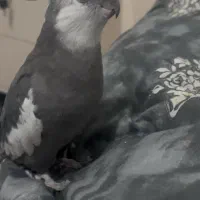 عروس هلندی گمشده