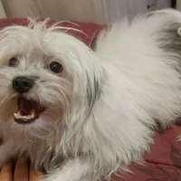 سگ گمشده|حیوانات|شهریار, شهریار|دیوار