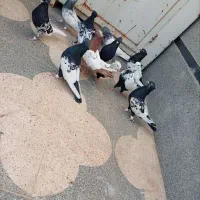 کفتر