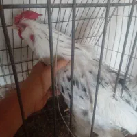 مرغ محلی و مرغ برهما.گلین وکوشین|حیوانات مزرعه|طرقبه, |دیوار