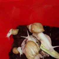 حلزون آچاتینا