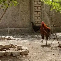 مرغ و خروس لاری|حیوانات مزرعه|مشهد, دهشک|دیوار