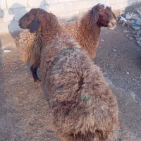 میش چاق|حیوانات مزرعه|تربت جام, جامرود|دیوار