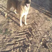 سگ نگهبان|سگ|آوج, |دیوار