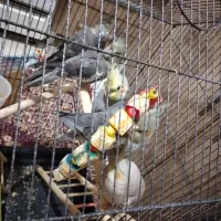 عروس هلندی مولد با بچه اوش