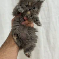 میکس پرشین و هیمالین چاکلت پوینت