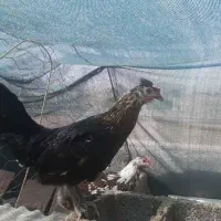 مرغ گلین اصیل قیمت مناسب