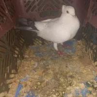 یک عدد کبوتر نر بلژیکی