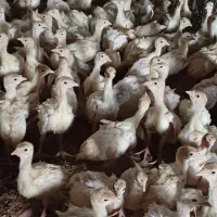 فروش بوقلمون بیوتی یک ماهه|حیوانات مزرعه|مرودشت, محمد آباد|دیوار