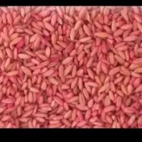 فروش گندم سم خورد