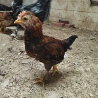 جوجه گلین لری|حیوانات مزرعه|تهران, وردآورد|دیوار