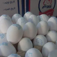 پخش تخم مرغ|خوردنی و آشامیدنی|قزوین, |دیوار