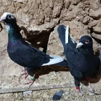 کبوتر|پرنده|شیراز, شهرک سعدی|دیوار
