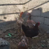 چهار تا مرغ تخم گذار|حیوانات مزرعه|خوی, |دیوار