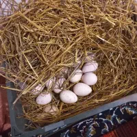 تخم بوقلمون نطفه دار