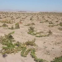 کارگر با خانواده|استخدام سرایداری و نظافت|نگار, |دیوار