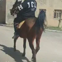 مادیان ۵سال آبستن