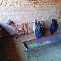 فروش کهره چبش و سه بز|حیوانات مزرعه|فسا, |دیوار