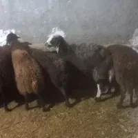 تعداد۱۶ میش  دورگ افشار