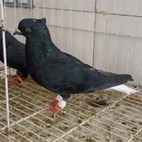 کبوتر رنگی
