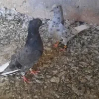هفرنگ دمسفید