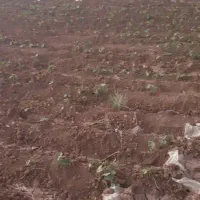 زمین گلخانه