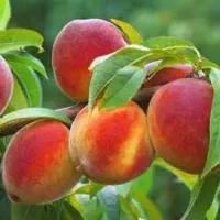 باغ-مرکبات-بهشتی-با30نوع-میوه-کاملامحصور
