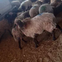 با سلام خدمت هم شهری های عزیز تعداد گوسفند فروشی|حیوانات مزرعه|شیروان (خراسان), |دیوار