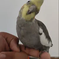 عروس هلندی سینامون|پرنده|شوش, |دیوار