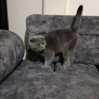 گربه