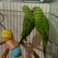 فروش شش عدد عروس هلندی طوطی ملنگو|پرنده|قدس, شهرقدس|دیوار