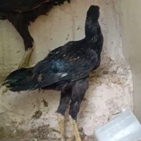 جوجه خروس لاری