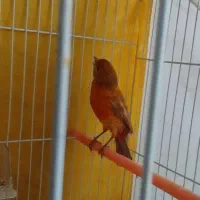 قناری نر سرخ شتری اورجینال مست مستخون