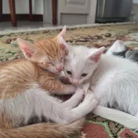 واگذاری گربه نارنجی