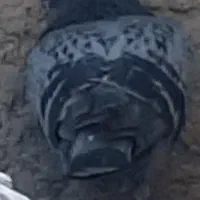 سبز نر گمشده امروز