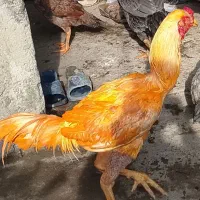 خروس لاری جوجه 7ماه