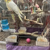 عروس هلندی مولد به همراه بچه هاش|پرنده|تهران, اتابک|دیوار