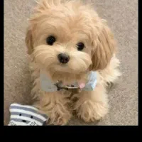 اموزش داوطلبانه