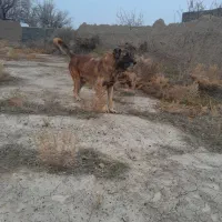 سرابی|سگ|تبریز, |دیوار