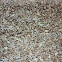 خرید فروش گندم جو