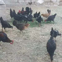 نیمچه  خروس