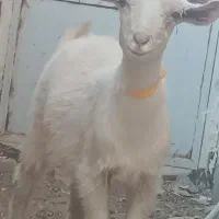 کولارسانن|حیوانات مزرعه|قائن, |دیوار