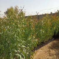 اکالیپتوس تک و عمده|خدمات باغبانی و درختکاری|شوشتر, |دیوار