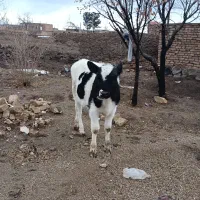 گوساله ماده