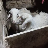 گوسفند.میش.بره.قوچ.سفیدافشار|حیوانات مزرعه|داران, |دیوار