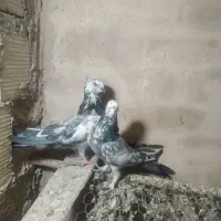 نروماده اصفهانی